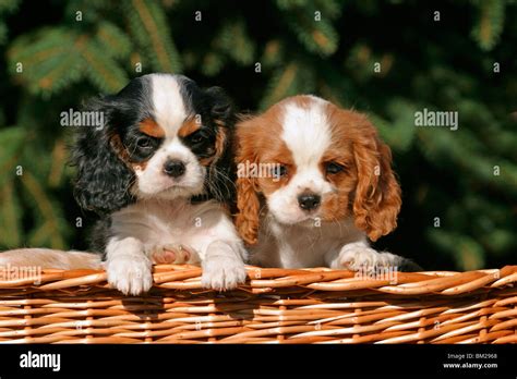 Ckc puppies. Things To Know About Ckc puppies. 